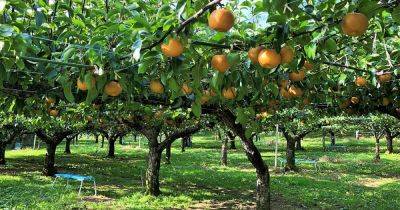 9 of the Best Asian Pear Cultivars - gardenerspath.com - China -  Oregon
