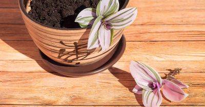 Propagating Tradescantia: How to Root Spiderwort Cuttings - gardenerspath.com