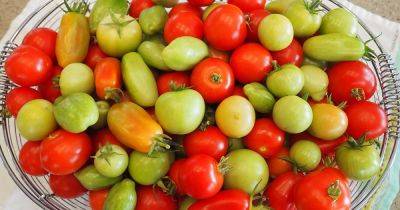 How to Store Tomatoes from the Garden - gardenerspath.com