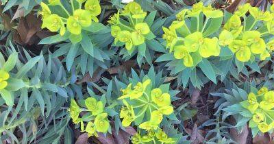 How to Grow Gopher Plant (Euphorbia Rigida) - gardenerspath.com