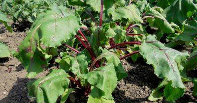 How to Identify and Control Common Beet Pests | Gardener's Path - gardenerspath.com