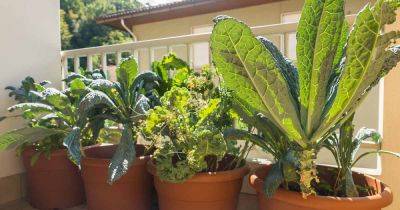 How to Grow Kale in Containers | Gardener's Path - gardenerspath.com