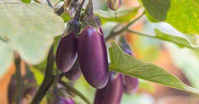 Eggplant Spacing: How Far Apart to Plant - gardenerspath.com - Britain