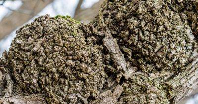 What's the Difference Between Tree Burr Knots (Burl) and Crown Galls? - gardenerspath.com