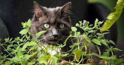 How to Plant and Grow Catnip - gardenerspath.com