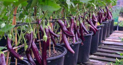 How to Grow Eggplant in Containers - gardenerspath.com - Usa - Britain - Canada -  Oregon - South Africa - Australia - Ireland - Malaysia - New Zealand