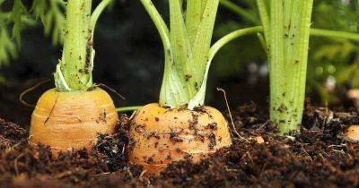 How to Plant and Grow Carrots in the Garden - gardenerspath.com