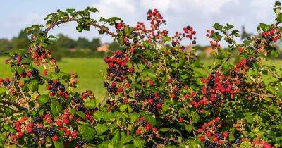 How to Prune Blackberries - gardenerspath.com