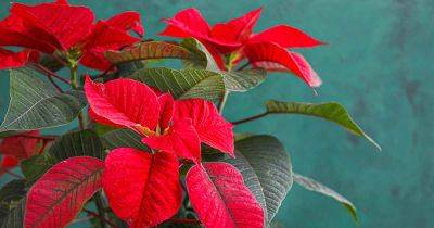 How to Care for Poinsettias After the Holidays | Gardener's Path - gardenerspath.com - Mexico - Guatemala
