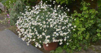 How to Grow Chamomile in Containers - gardenerspath.com - Germany