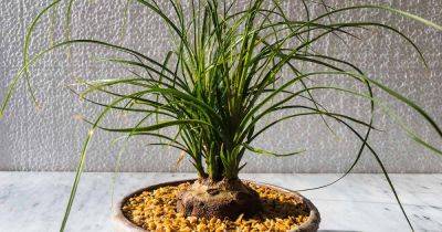 How to Grow Ponytail Palm Bonsai - gardenerspath.com