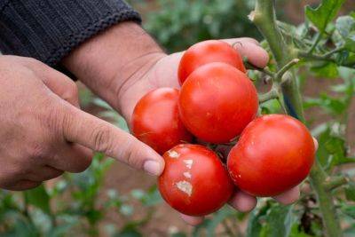 How to Prevent Southern Blight on Your Tomato Plants | GP - gardenerspath.com
