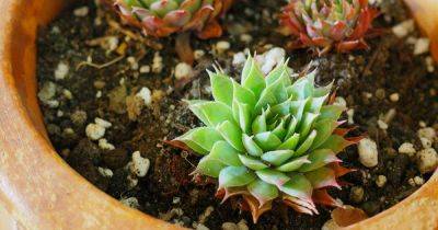 How to Make Your Own Potting Soil for Succulents - gardenerspath.com
