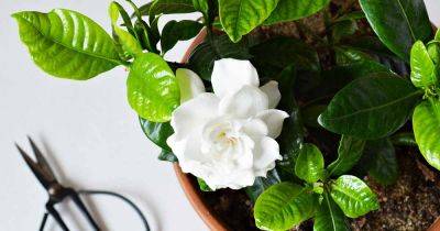 Tips for Growing Gardenias Indoors as Houseplants - gardenerspath.com