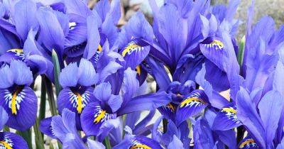 33 of the Best Iris Cultivars for Your Garden - gardenerspath.com - Netherlands - Japan
