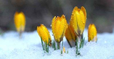Can Crocus Grow in the Cold and Snow? | Gardener's Path - gardenerspath.com - Netherlands