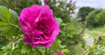 How to Grow and Care for Rugosa Roses - gardenerspath.com -  Oregon - Japan