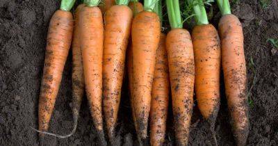 Tips for Growing Carrots Indoors - gardenerspath.com -  Alaska