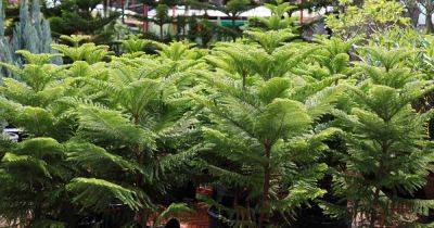 How to Grow Norfolk Island Pine Trees - gardenerspath.com - Australia