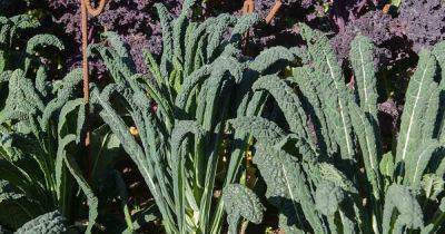 Sun Recommendations for Planting Kale - gardenerspath.com