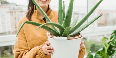 How to Grow Aloe Vera - Aloe Plant Care Indoors and Outside - goodhousekeeping.com