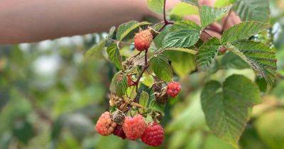 When and How to Harvest Boysenberries - gardenerspath.com