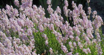 How to Plant and Grow Lavender - gardenerspath.com - Britain - France - Spain