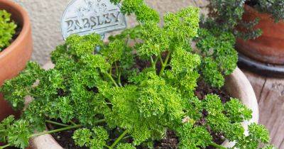 How to Grow Parsley in Containers - gardenerspath.com