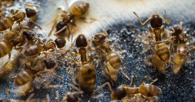 How to Control Thief Ants | Gardener's Path - gardenerspath.com