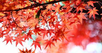 11 of the Best Red Japanese Maples for Your Garden - gardenerspath.com - Japan - New York