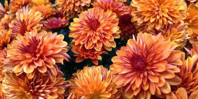 How to Plant, Grow and Care for Mums (Chrysanthemums) - goodhousekeeping.com