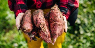 How to Grow Sweet Potatoes In Backyards - Planting Sweet Potatoes - goodhousekeeping.com