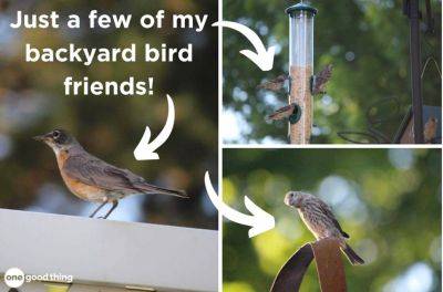 7 Simple Ways To Attract Birds To Your Yard - onegoodthingbyjillee.com