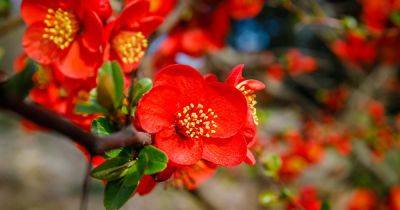How to Grow Flowering Quince (Chaenomeles) - gardenerspath.com - China