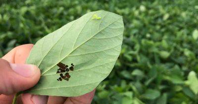 Integrated Pest Management (IPM): What is it and How to Use it? - gardenerspath.com