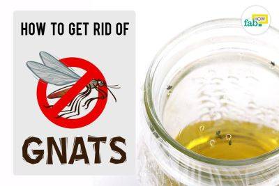 How to Make Homemade Traps to Instantly Get Rid of Gnats - fabhow.com