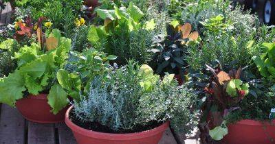 How to Grow Vegetables in Containers | Gardener's Path - gardenerspath.com