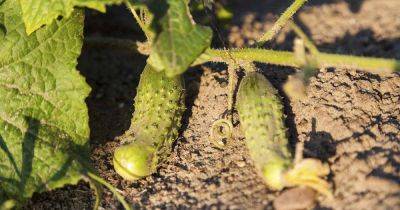 What Causes Holes in Homegrown Cucumbers? - gardenerspath.com