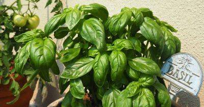 How to Harvest and Save Basil Seed - gardenerspath.com - Thailand