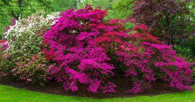 21 of the Best Azaleas Varieties - gardenerspath.com