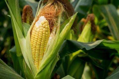 United States, Mexico at Odds Over Mexico’s Ban of Genetically Modified Corn - modernfarmer.com - Usa - Canada -  California - Spain - Mexico