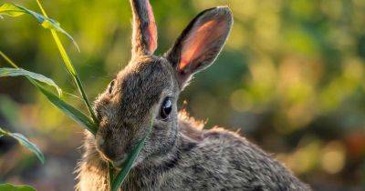 13 Flowering Plants Rabbits Will Leave Alone - gardenerspath.com