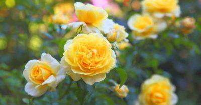 13 of the Best Yellow Rose Varieties to Add Sunshine to Your Garden - gardenerspath.com - Britain -  Texas