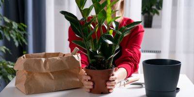 9 Best Feng Shui Plants to Bring Positive Energy Into Your Home - goodhousekeeping.com