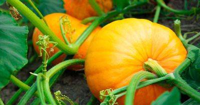 How to Grow Your Own Pumpkins - gardenerspath.com