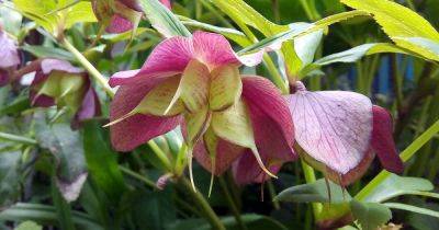 How to Grow Hellebores from Seed - gardenerspath.com