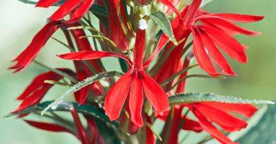 How to Grow and Care for Cardinal Flowers - gardenerspath.com
