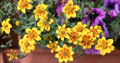 How to Grow and Care for Bidens (Tickseed Sunflowers) - gardenerspath.com