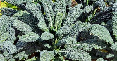 How to Harvest Kale | Gardener's Path - gardenerspath.com