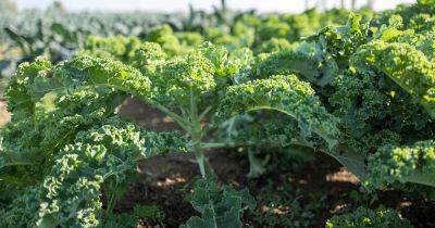 13 of the Best Kale Varieties - gardenerspath.com